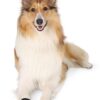 Walker Care Beschermschoenen Zwart 2 Stuks Xl 20X10 Cm