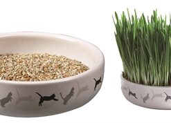 Kattengraszaad 50Gr In Keramiek 15X15X4 Cm