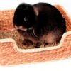 Chill 'N' Snooze Knaagdierbed 33X26 Cm