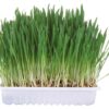 Knaagdiergras 100 Gr