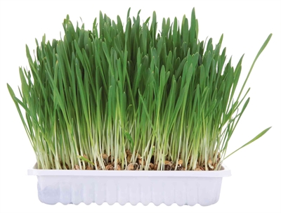 Knaagdiergras 100 Gr