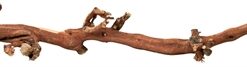Druiventakken 40-60 Cm 5 St