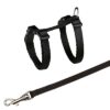 Kittentuig Met Riem Assorti 19-31 Cm / 1,20 Mtr X 8 Mm