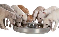 Junior Puppyvoerbak Rvs 29 Cm 1400 Ml