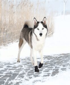Pootbescherming Walker Active Zwart L-Xl 2 St