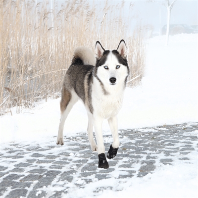 Pootbescherming Walker Active Zwart L-Xl 2 St