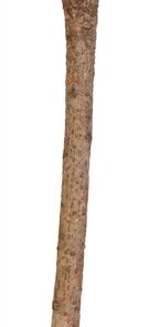 Zitstok Y-Vorm Schorshout 35X1,8Cm 3St