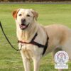 Hondentuig Trainingstuig Lead'n'walk Soft Zwart 65-105X2,5 Cm