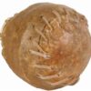 Kauwbal Genaaid 8 Cm 10X170 Gr