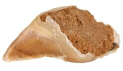 Kauwhoef Met Vulling 115 G 25X115 Gr