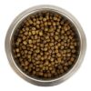 Chien Français Blanc Et Orange Pup 12 Kg