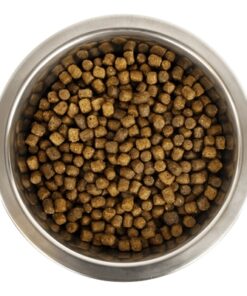 Chien Français Blanc Et Orange Pup 12 Kg