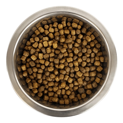 Chien Français Blanc Et Orange Pup 12 Kg