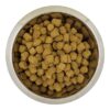 Chien Français Blanc Et Orange Volwassen 12 Kg