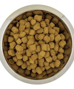 Chien Français Blanc Et Orange Volwassen 12 Kg