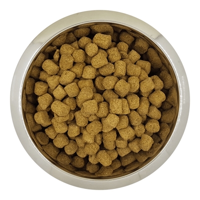 Chien Français Blanc Et Orange Volwassen 12 Kg