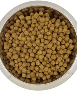 Dwerg- Of Toypoedel Volwassen 12 Kg