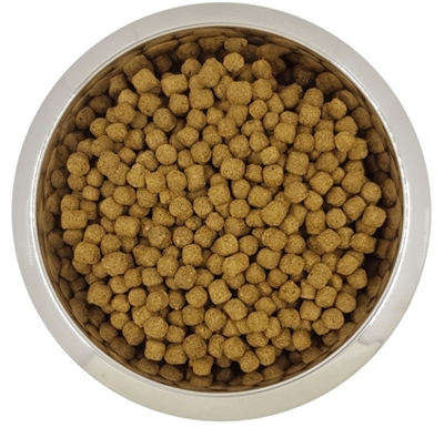 Dwerg- Of Toypoedel Volwassen 12 Kg