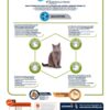 Cat Junior Sterilized Chicken 10 Kg