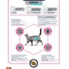 Veterinary Diet Cat Urinary Sterilized Minder Calorieën 2,5 Kg