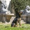 Hondenriem Verstelbaar Gerecycled Full Metal Dog Bruin 75-230X1,5 Cm 4-20 Kg