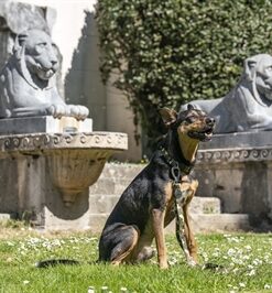 Hondenriem Verstelbaar Gerecycled Full Metal Dog Bruin 75-230X1,5 Cm 4-20 Kg