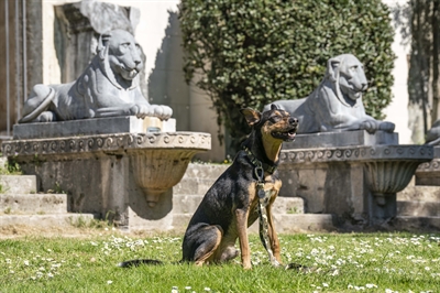 Hondenriem Verstelbaar Gerecycled Full Metal Dog Bruin 75-230X1,5 Cm 4-20 Kg