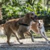 Norwegian Hondentuig Gerecycled Full Metal Dog Bruin 54-70X52 Cm
