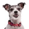 Halsband Hond Gerecycled Pink Think Roze 37-58X2,5 Cm