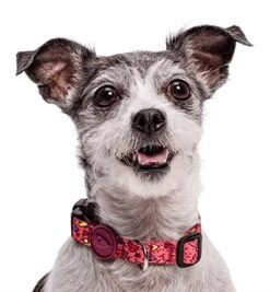 Halsband Hond Gerecycled Pink Think Roze 37-58X2,5 Cm