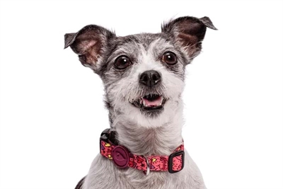 Halsband Hond Gerecycled Pink Think Roze 37-58X2,5 Cm