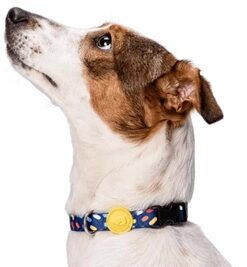 Halsband Hond Gerecycled Color Invaders Paars 37-58X2,5 Cm