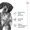 Canin Medium Adult 15 Kg