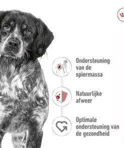 Canin Medium Adult 15 Kg