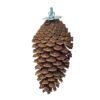 Zoo Nature Foraging Pine Cone 15-20 Cm
