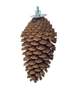 Zoo Nature Foraging Pine Cone 15-20 Cm