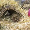 Pet Speelbal Wilg Small 10X10X10 Cm