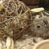 Pet Speelbal Wilg Nature First 17X17X17 Cm