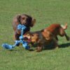 Pet Flossin Fun 3 Knoop Small 35X10Cm