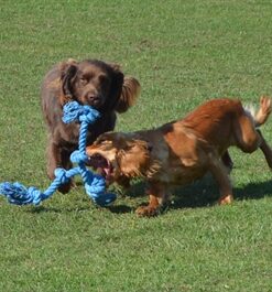 Pet Flossin Fun 3 Knoop Small 35X10Cm