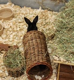 Pet Wilgen Tunnel Large 32X15X15 Cm