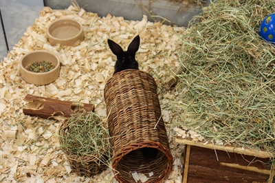 Pet Wilgen Tunnel Large 32X15X15 Cm