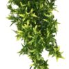 Croton Plant 40 Cm