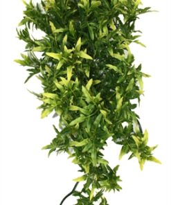 Croton Plant 40 Cm