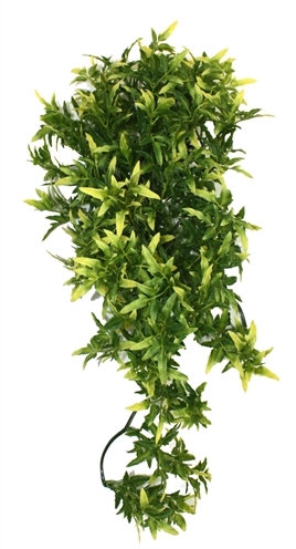 Croton Plant 40 Cm