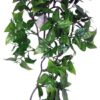 Philodendron Plant 30 Cm