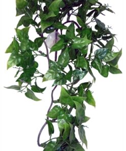 Philodendron Plant 30 Cm