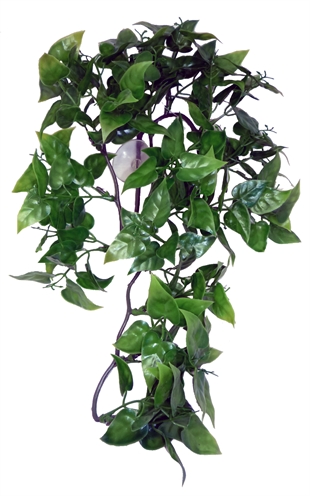 Philodendron Plant 30 Cm