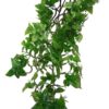 Philodendron Plant 60 Cm