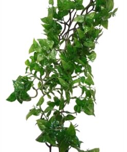 Philodendron Plant 60 Cm